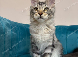 XXL Maine Coon Kittens TICA Pedigree Supreme Champion Bloodline