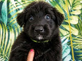 Beautiful puppies german shepherds