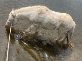 3 year old Shetland stallion