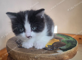 Kitten will be ready end of September
