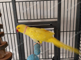 Yellow Indian Ringneck