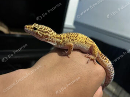 2 year old Leopard Gecko