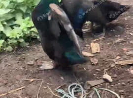 Pair of cayuga ducks