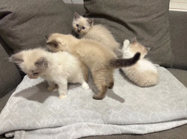 RAGDOLL BOYS AVAILABLE