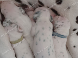 Dalmatian