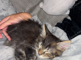 Fluffy Male Kitten ready for his forever home