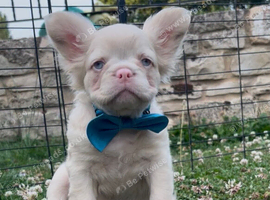 BLUE EYED PINK/FLUFFY FRENCHIES
