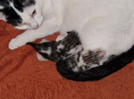 Gorgeous little kittens