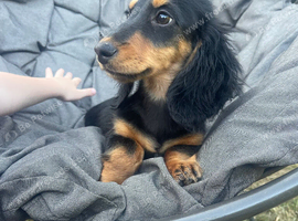 Long hair Black and Tan Dachhound puppy