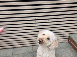 Multigeneration Labradoodle puppies