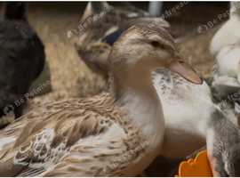 Miniature Appleyard Ducks