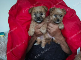 Yorkshire terrier. Puppy