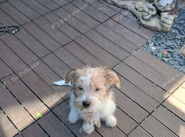 Jack Russell puppy long haired boy fully vaccinated