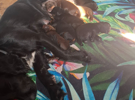 Last 3 gorgeous sprocker spaniel pups 1 chocolate girl 2 black boys