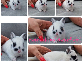 Netherland dwarf babies available for reserve
