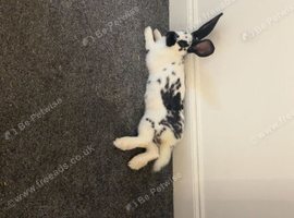 Needs rehoming