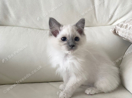Female Maine Coon xRagdoll Kitten