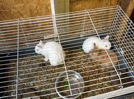 Baby rabbits & Guinea pigs for sale