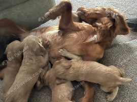 Working cocker spaniels