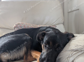 Sheprador