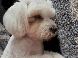 Beautiful baby boy & girl Maltese puppy dogs born 9th May 2026