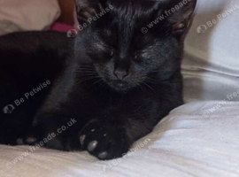 Cat looking for home