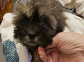 Shihtzu  pups for sale