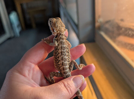 Baby bearded dragons ready now