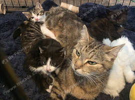 Kittens