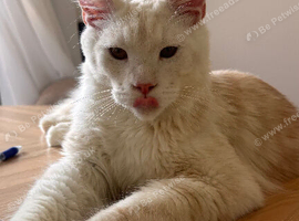 XL Pedigree maine coon