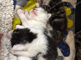 Beautiful kittens