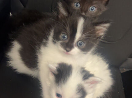 2 female kittens