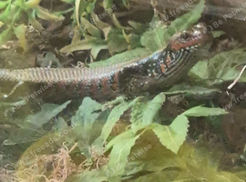 3 fire skinks