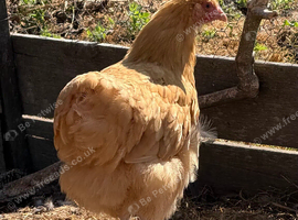 Buff Orpington pullets for sale