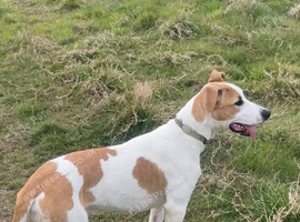 Collie bull grey