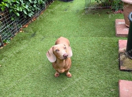 lovely dachshund dog 10 months old