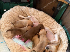 Chihuahua puppies
