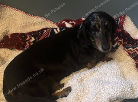 Miniature Dachshund female