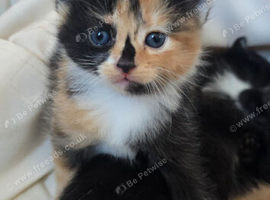 2 lovely kittens ready to new home. Free local delivery available