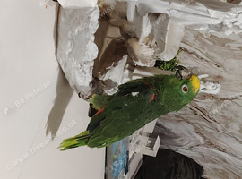 Yellow crown amazon parrot