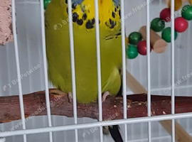 Taking in any unwanted birds