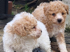 F2 Toy Poochon Boys ready to go now