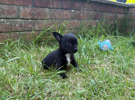 ONLY 1 BLACK BITCH LEFT!! 5* purebred apple head chihuahuas