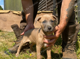 Beautiful Litter of 8 Week Old Lurcher Puppies