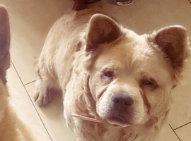 German shepherd cross chow chow