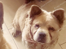 German shepherd cross chow chow frenchie puppies