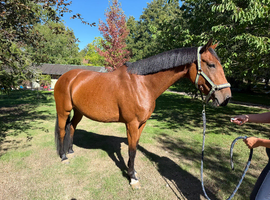 16hh 5 year old all rounder