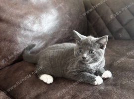 8 weeks old kitten