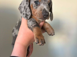 2 Dapple Miniature Daschunds