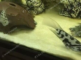 Polar Blue Parrot Cichlids